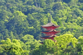 Japonska_091